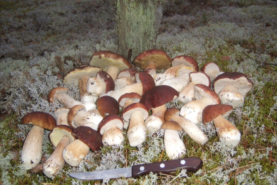 Путник белый гриб Боровой