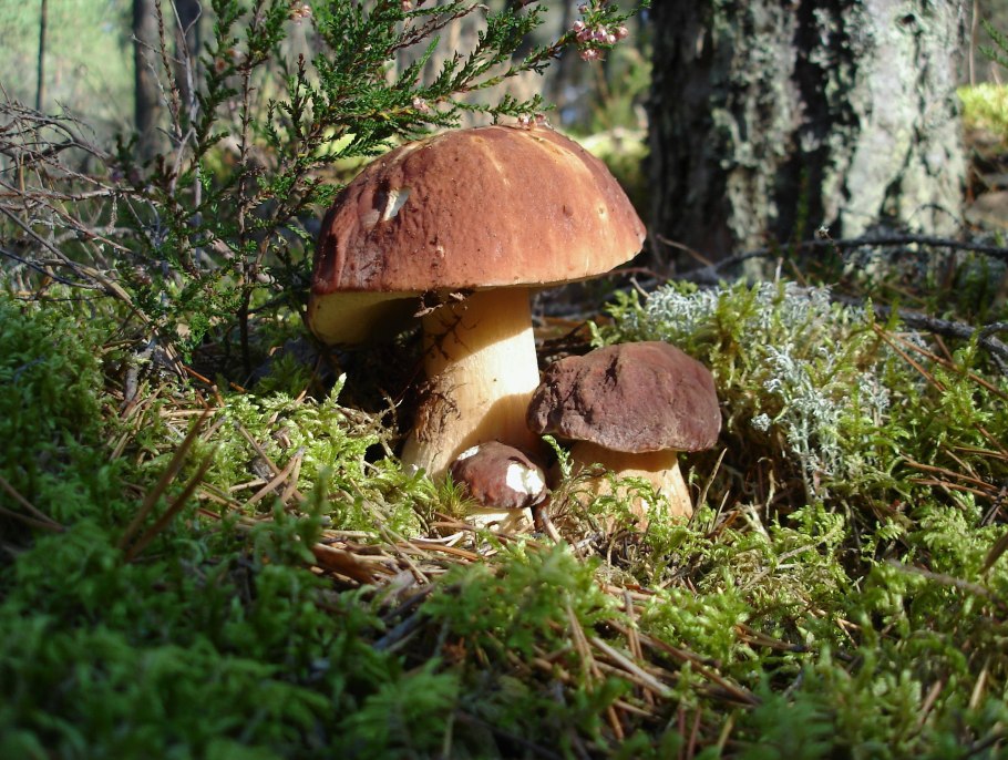 Мицелий белых грибов