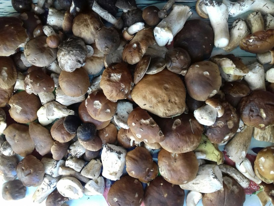 Грибы белый гриб