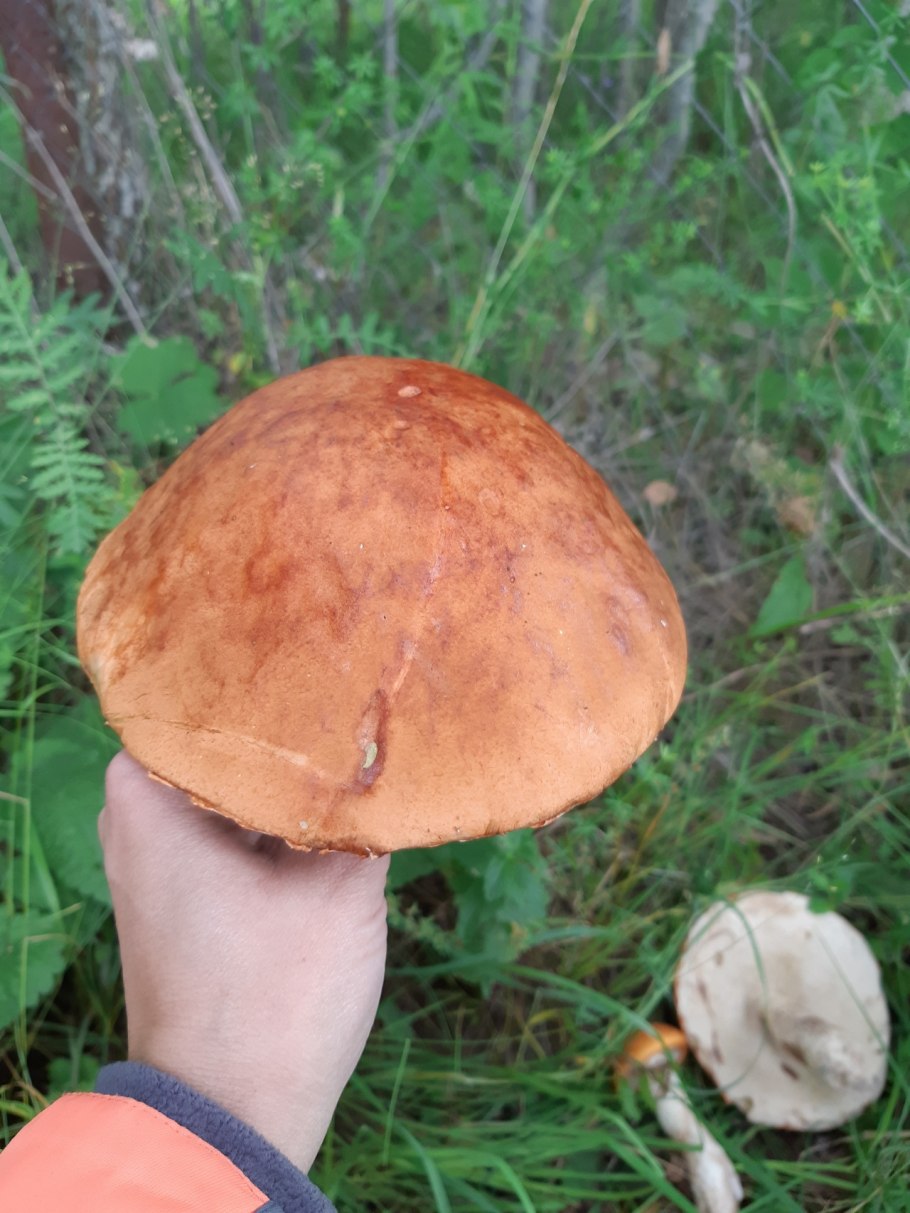 Мало грибов