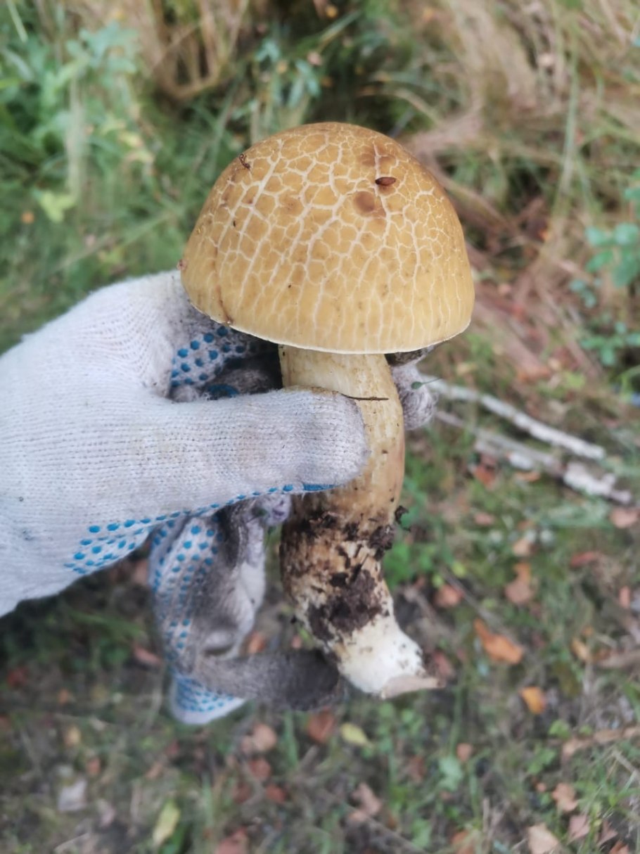 Грибы подосиновики синеют