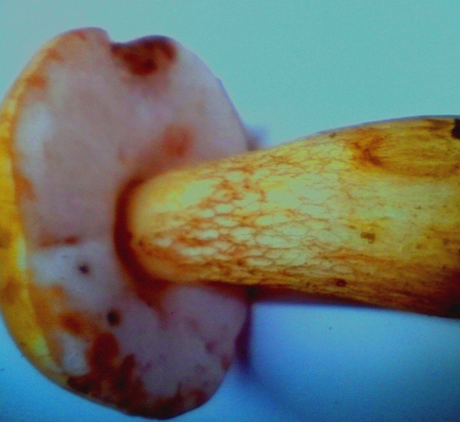 Подберезовик розовеет на срезе