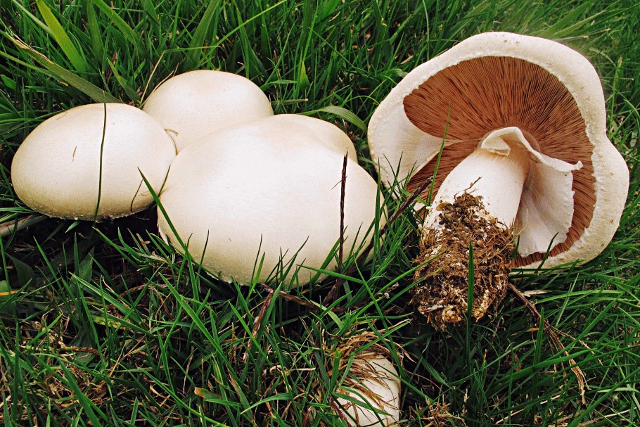 Шампиньон обыкновенный (Agaricus Campestris)