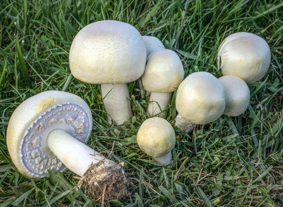 Агарикус гриб шампиньон