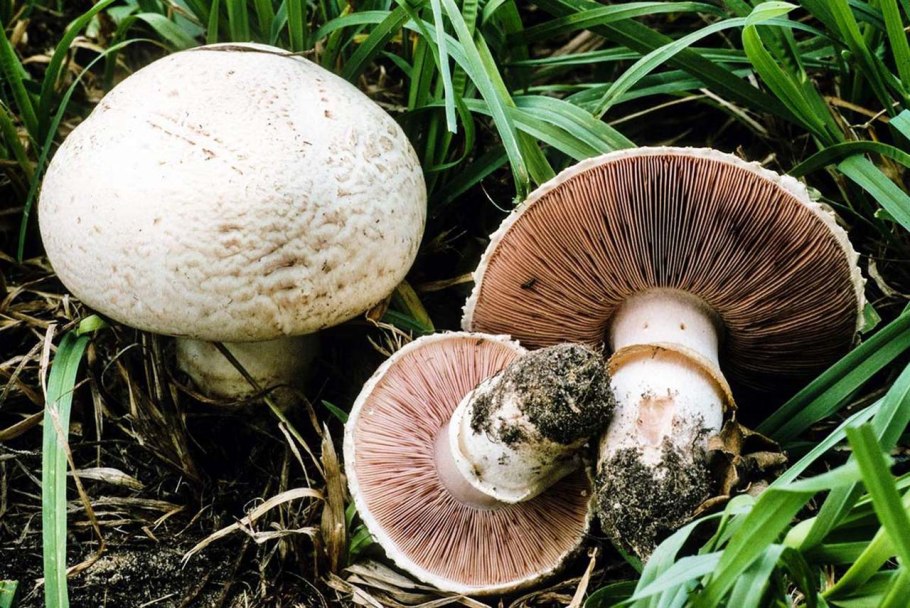 Шампиньон Луговой Agaricus Campestris
