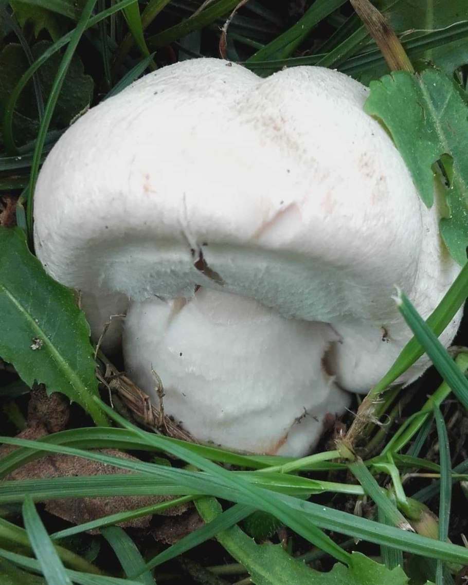 Шампиньон обыкновенный agaricus campestris