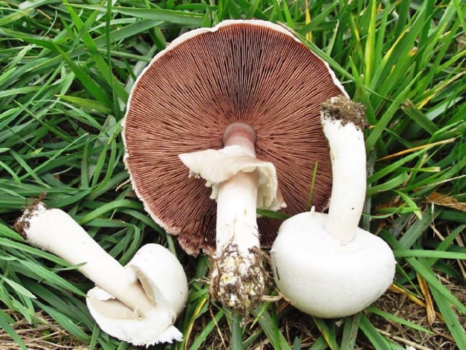 Шампиньон Луговой Agaricus Campestris