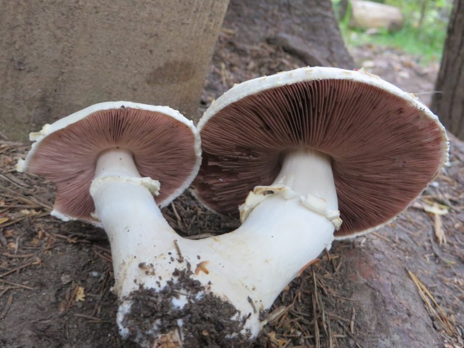 Гриба Agaricus bisporus