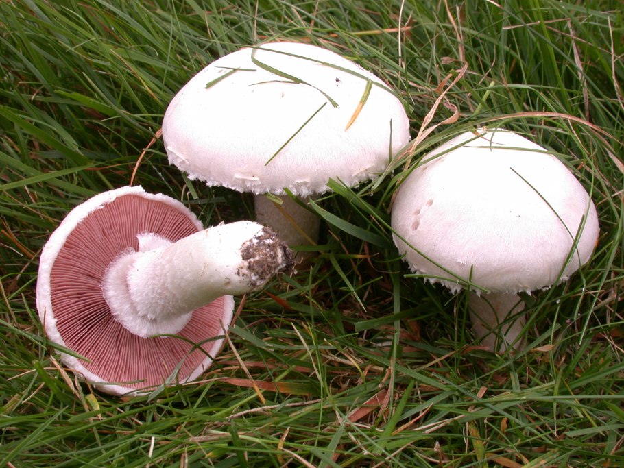 Шампиньон Луговой Agaricus Campestris
