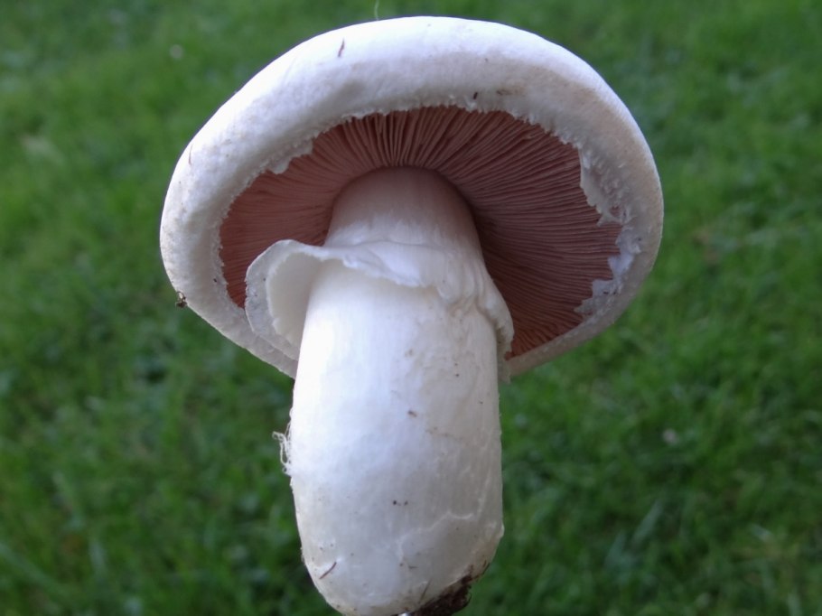 Шампиньон обыкновенный (Agaricus Campestris)
