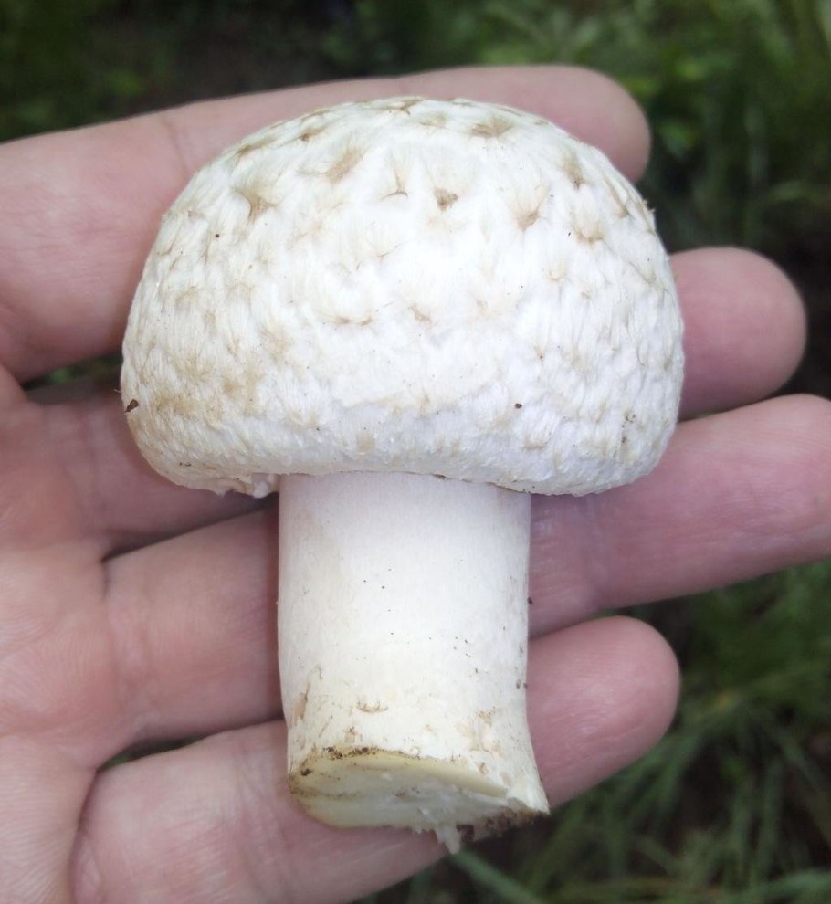 Шампиньон (Agaricus)