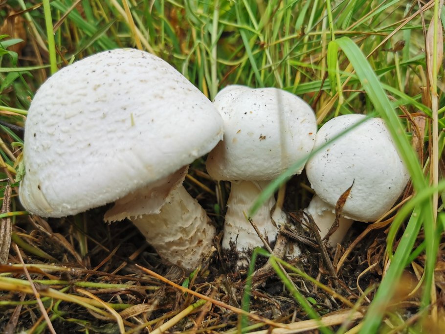 Шампиньон Луговой Agaricus Campestris