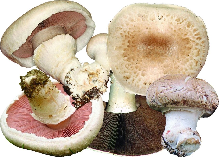 Шампиньон обыкновенный (Agaricus Campestris)