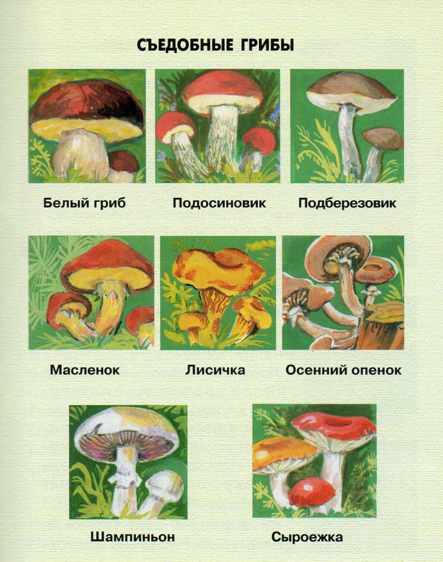 Маслёнок, подосиновик, Боровик, сыроежка:
