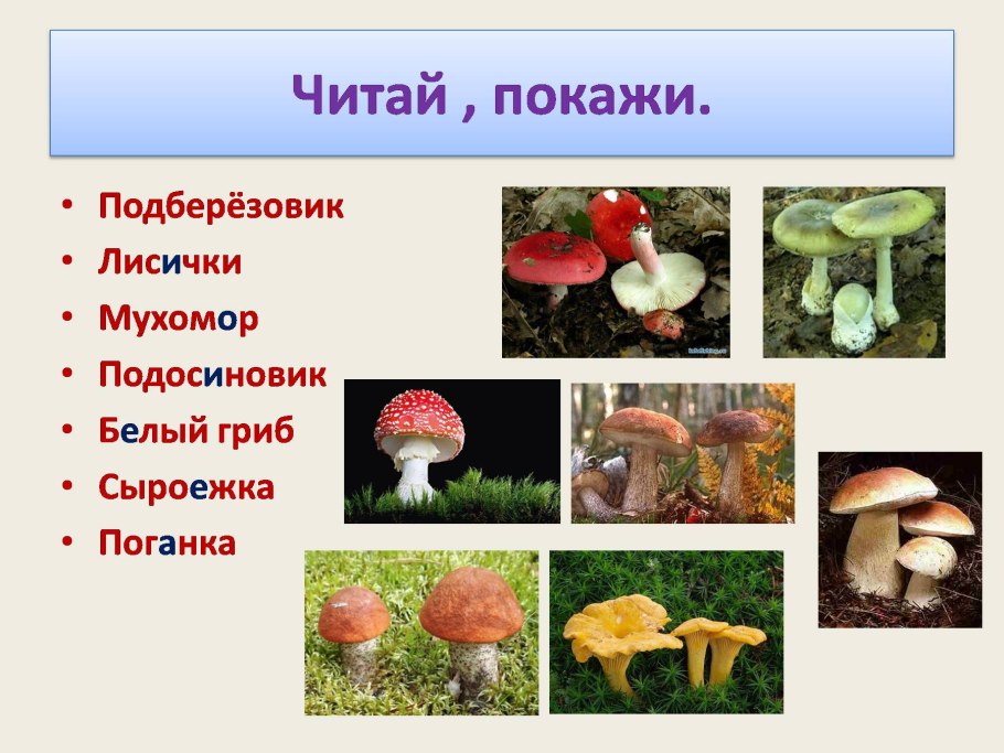 Грибы Вологодского края
