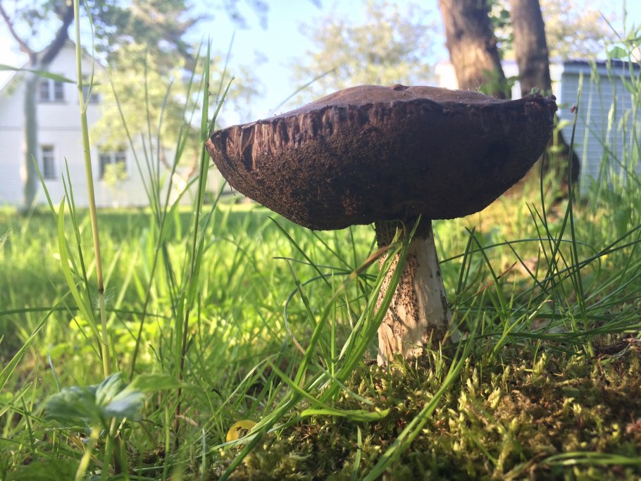 Сыроежка ломкая