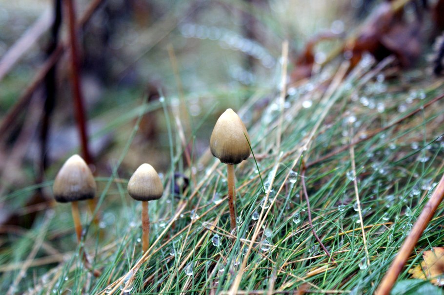 Psilocybe semilanceata