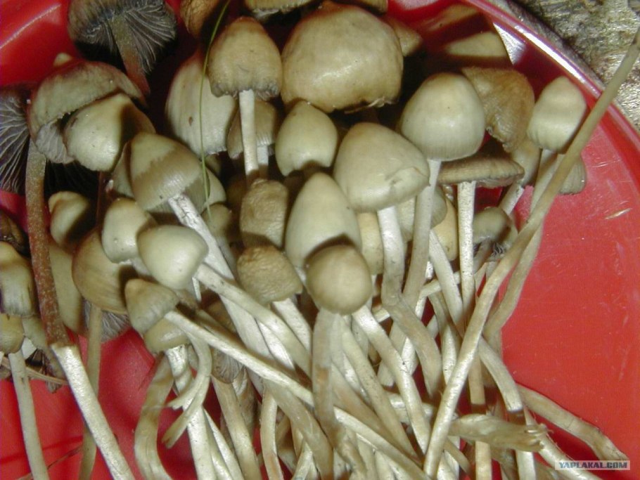 Псилоцибиновые(галлюциногенные) грибы