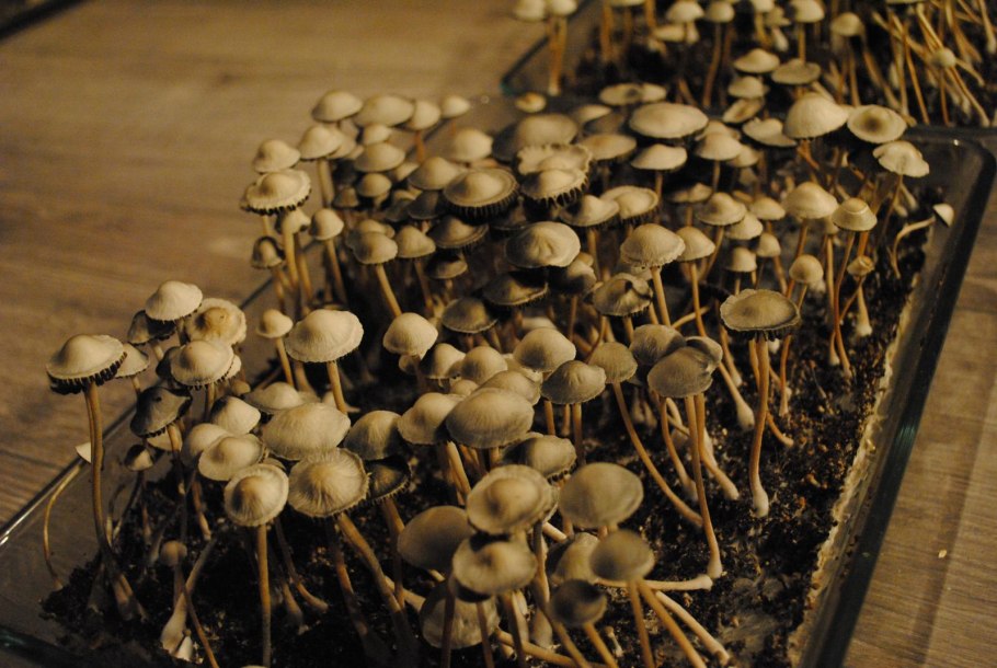 Псилоцибиновый трюфель