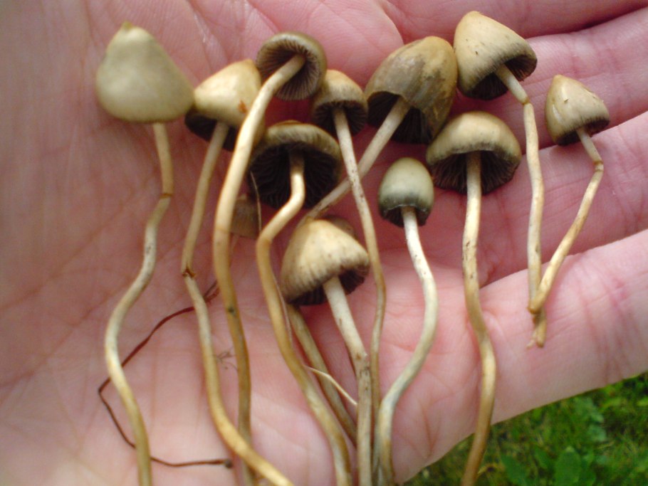 Псилоцибе ланцетовидная