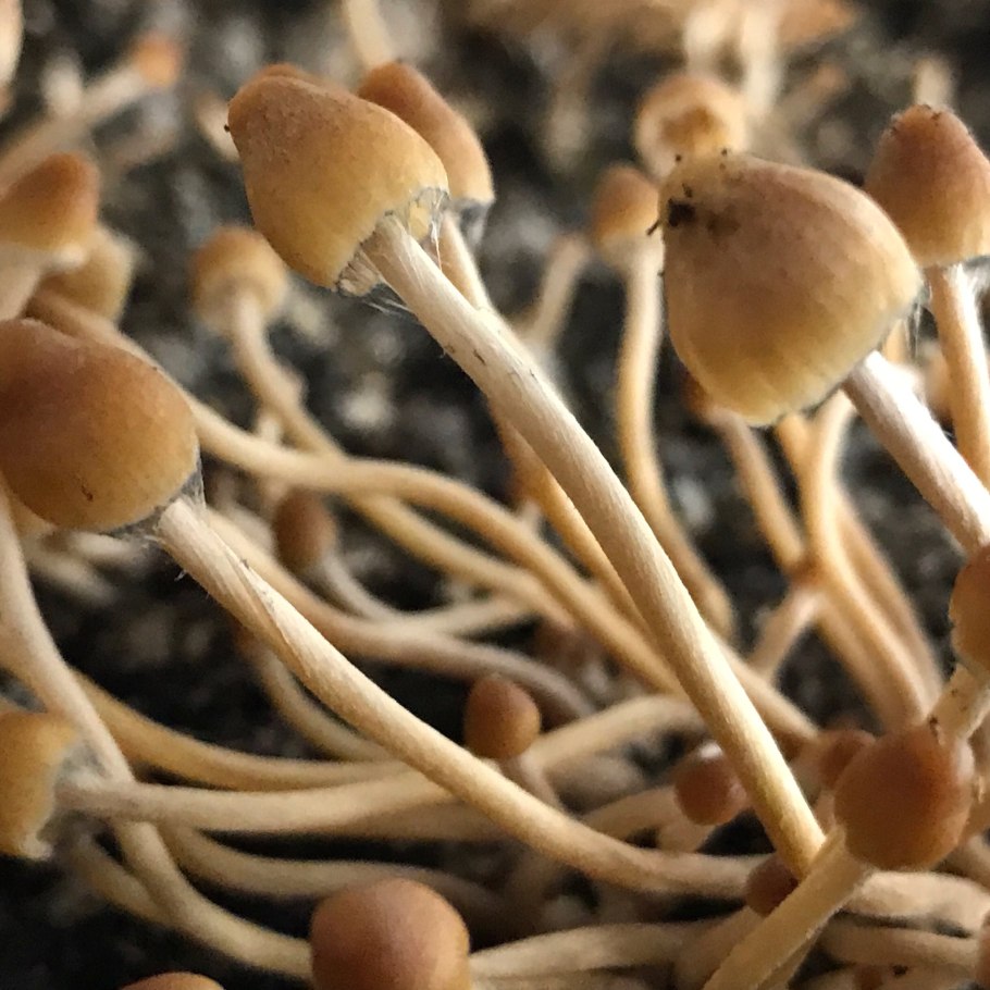 Псилоцибиновый гриб Psilocybe Cubensis