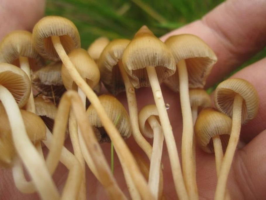 Psilocybe semilanceata