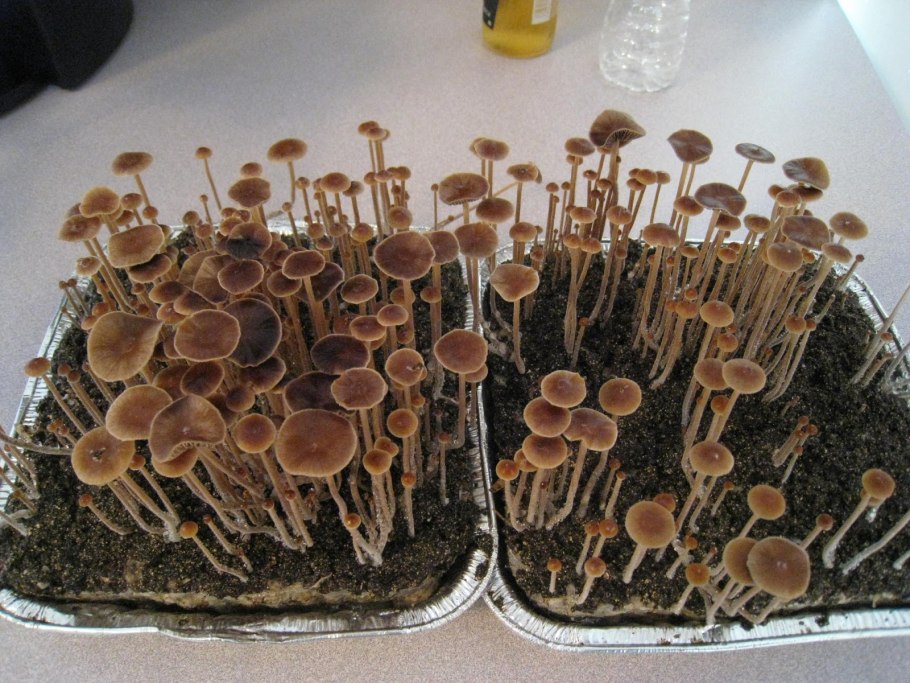 Мицелий псилоцибов