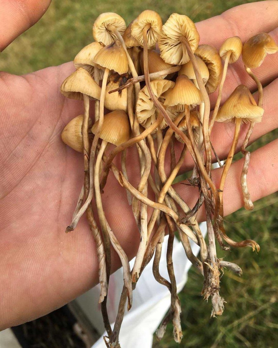 Гриб псилоцибе полуланцетовидная