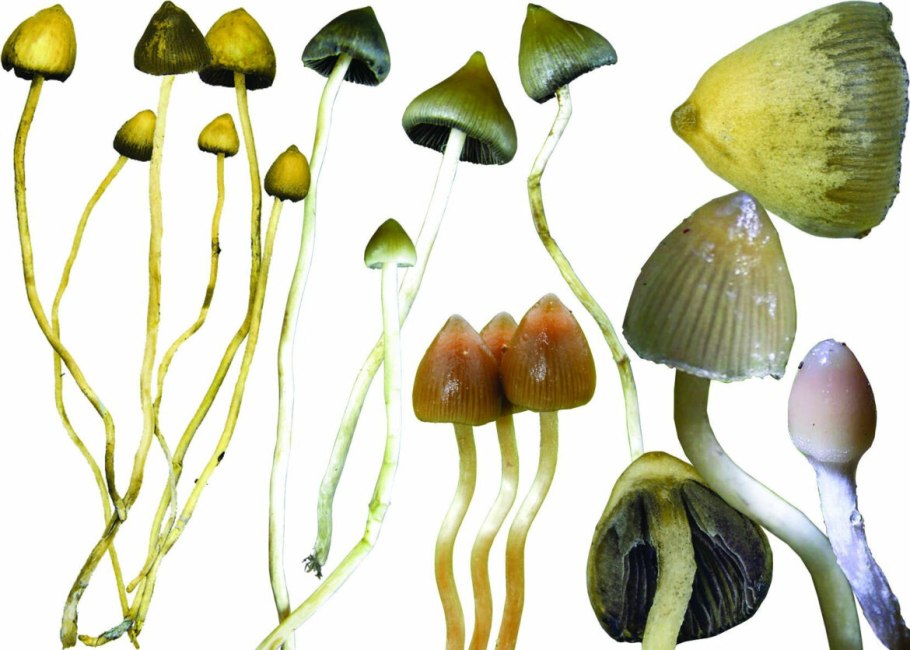 Гриб псилоцибе полуланцетовидная