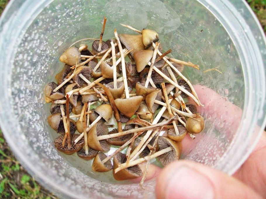 Псилоцибе полуланцетовидная сушеные