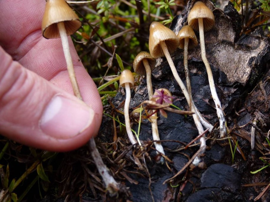 Psilocybe pelliculosa
