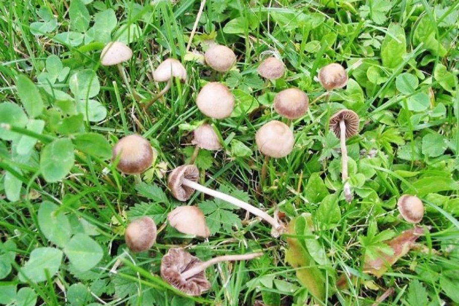 Hyphaloma cyanescens