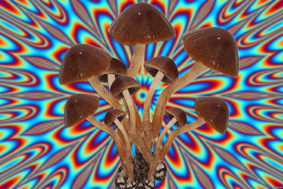 Грибы псилоцибы трип