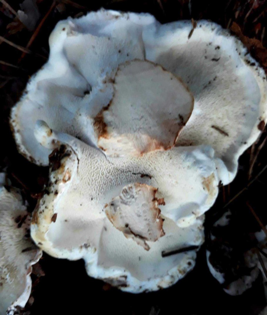 Белый гриботражение makro reflection White Mushrooms