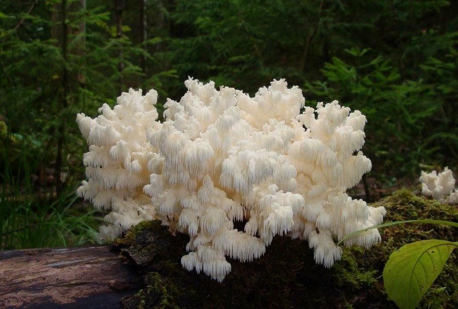 Большой шампиньон