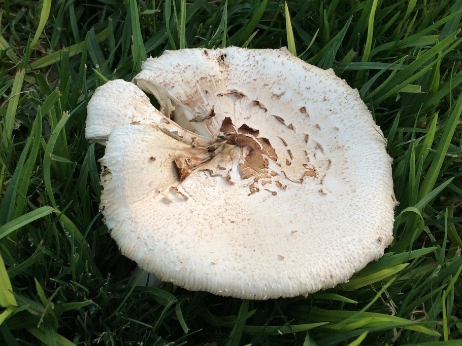 Russula griseascens