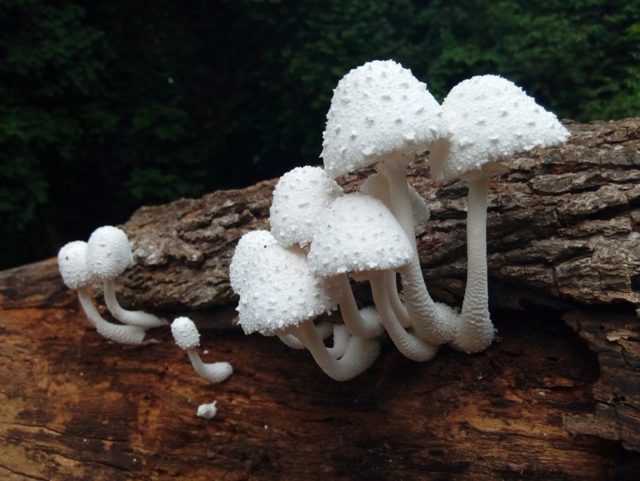 Плютей гриб