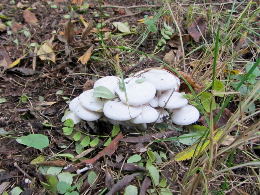 Ежовик белый коралловидный