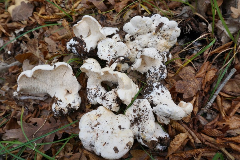 Белый гриб Чеховский район