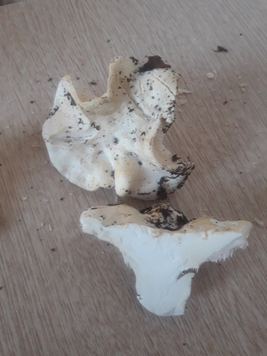 Ежовик белый