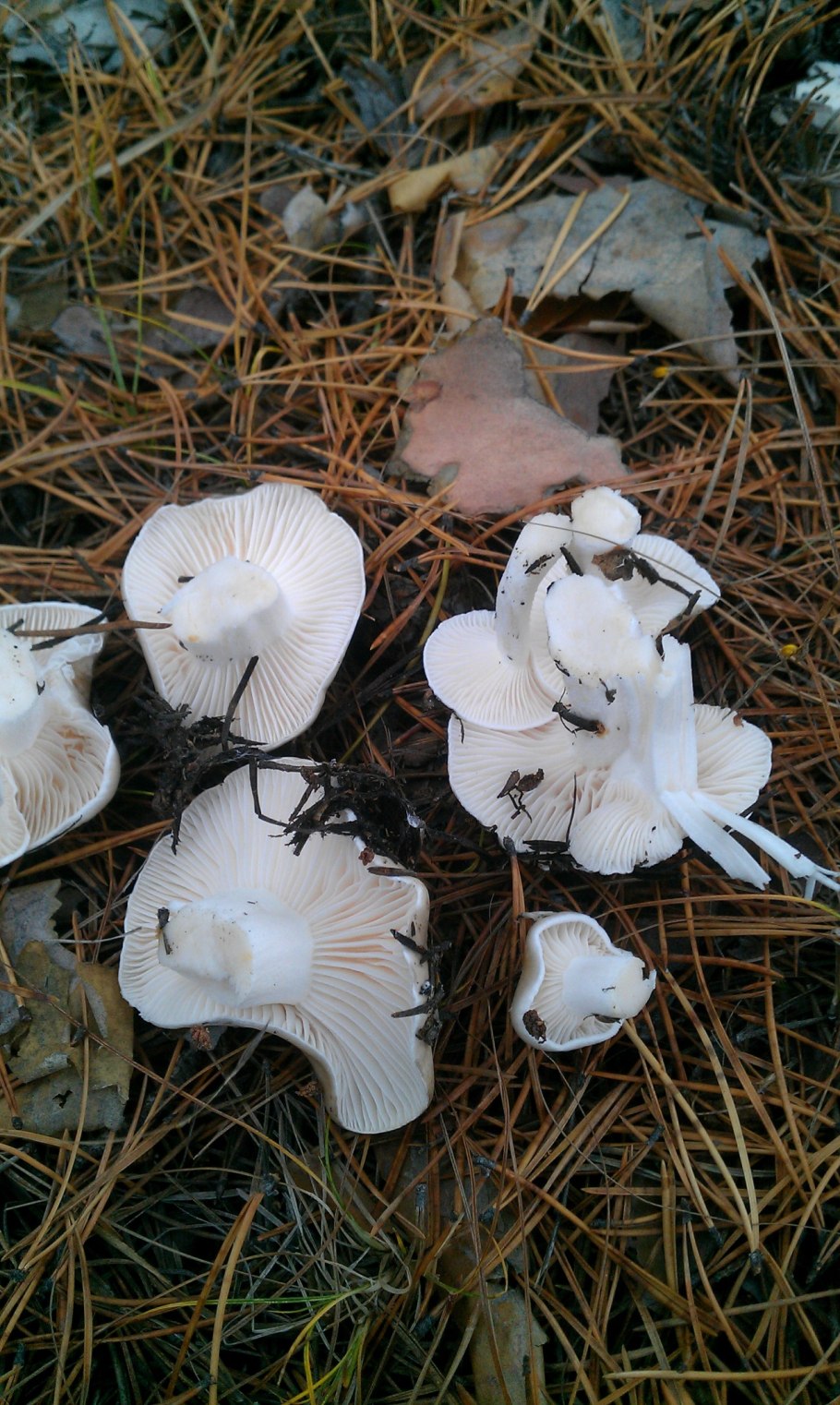 Гриб рядовка белая съедобная