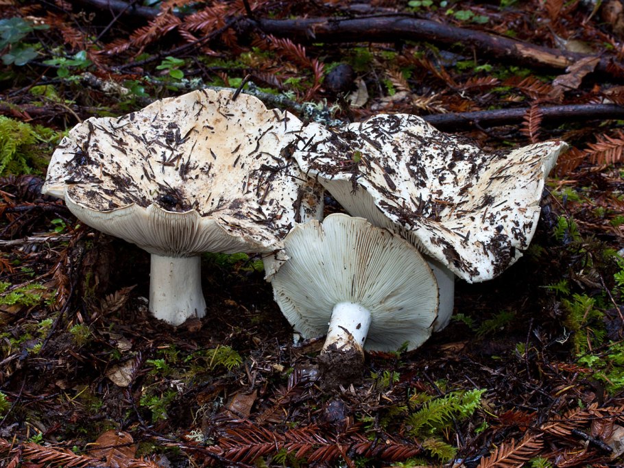 Ежовик коралловый