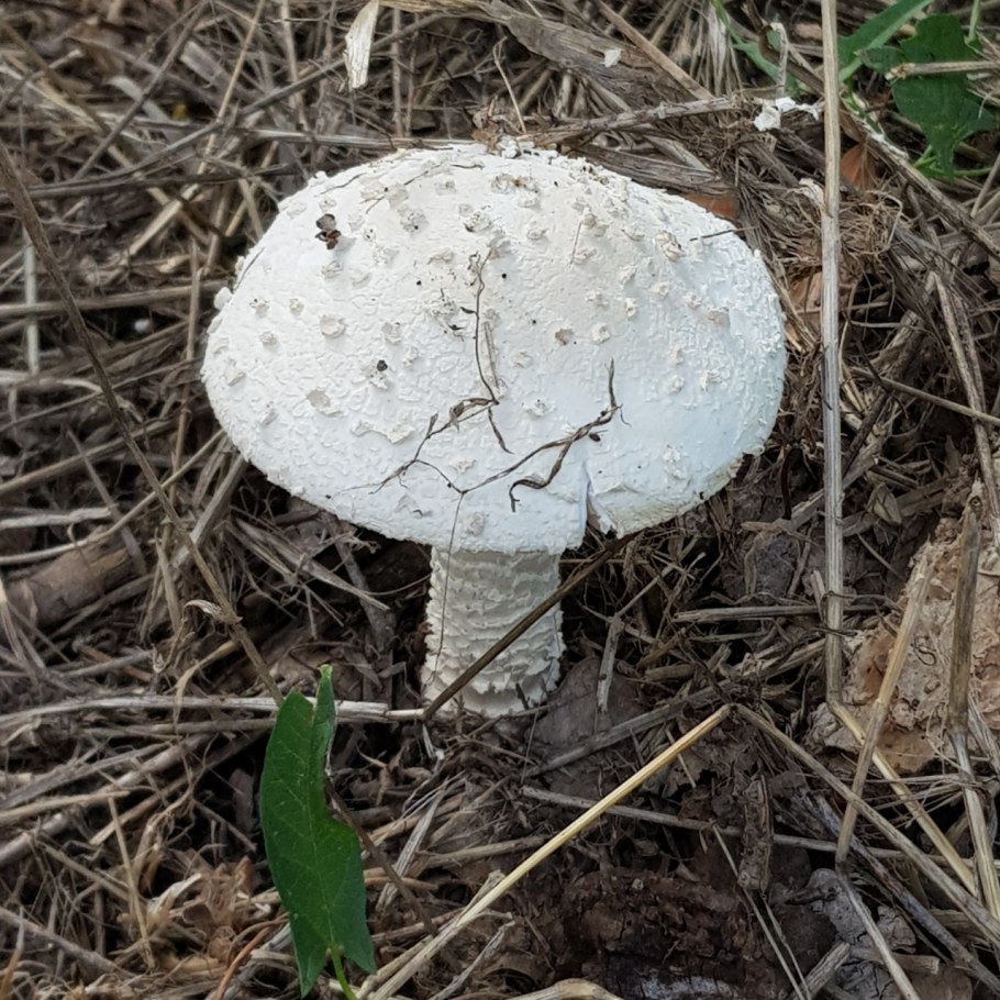 Amanita ocreata гриб