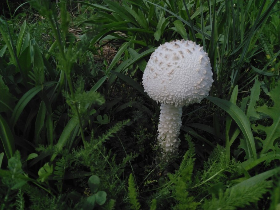 Грибы Приднестровья