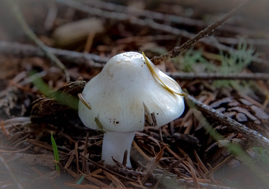 Поганка Луговая