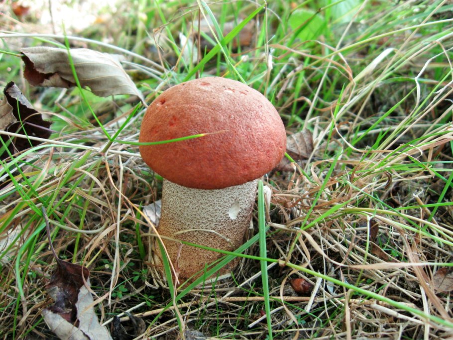 Красноголовики грибы