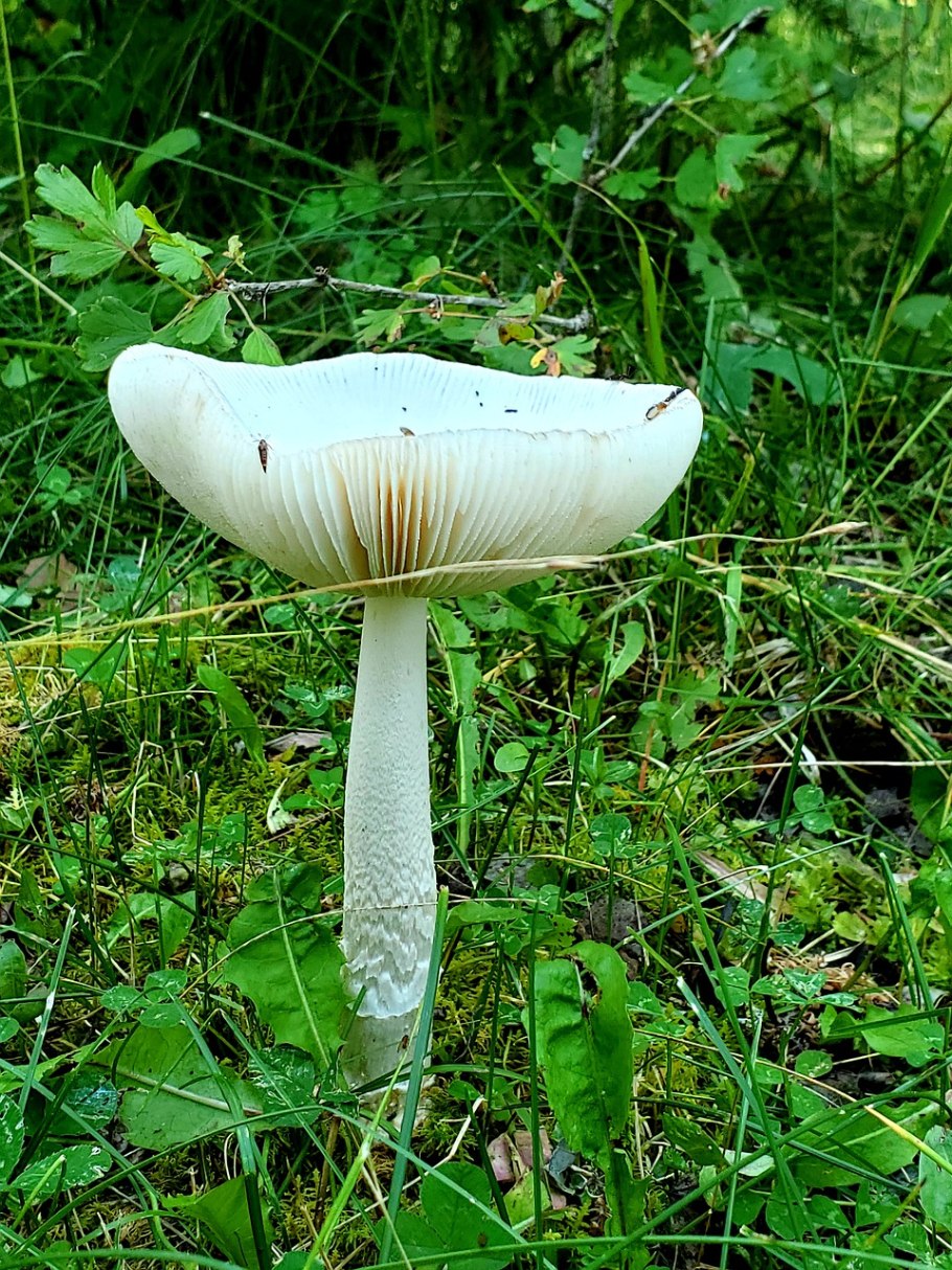 Шампиньоны белые и коричневые