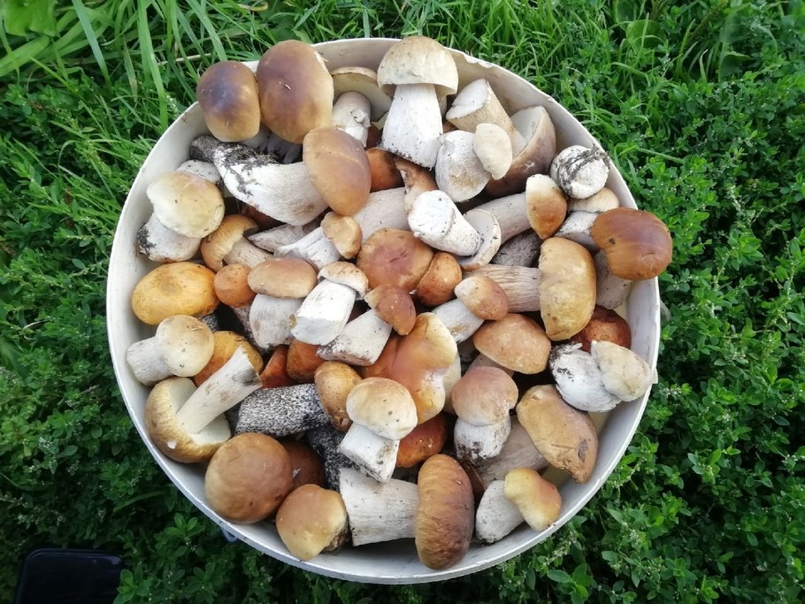 Один гриб в ведре