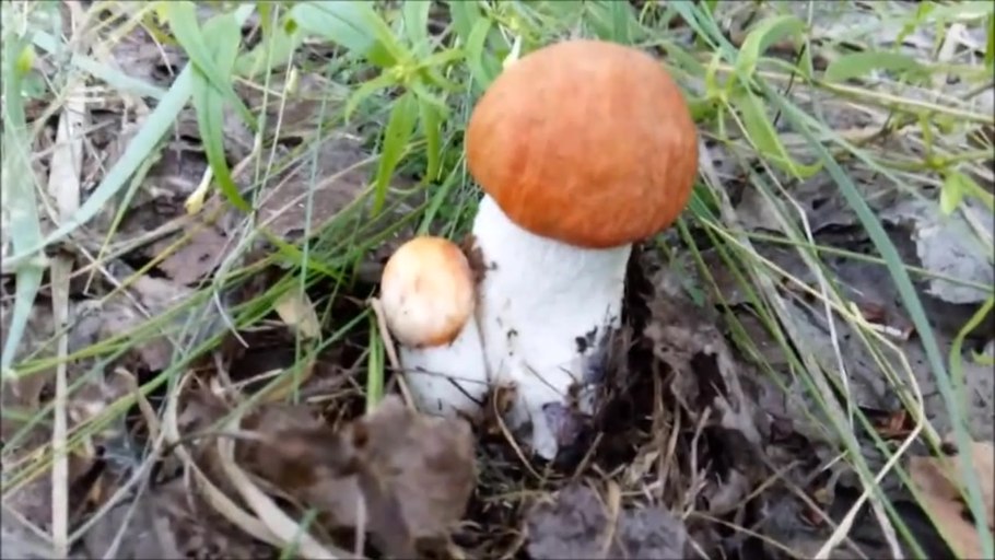 F011 Ежи три под подосиновиком