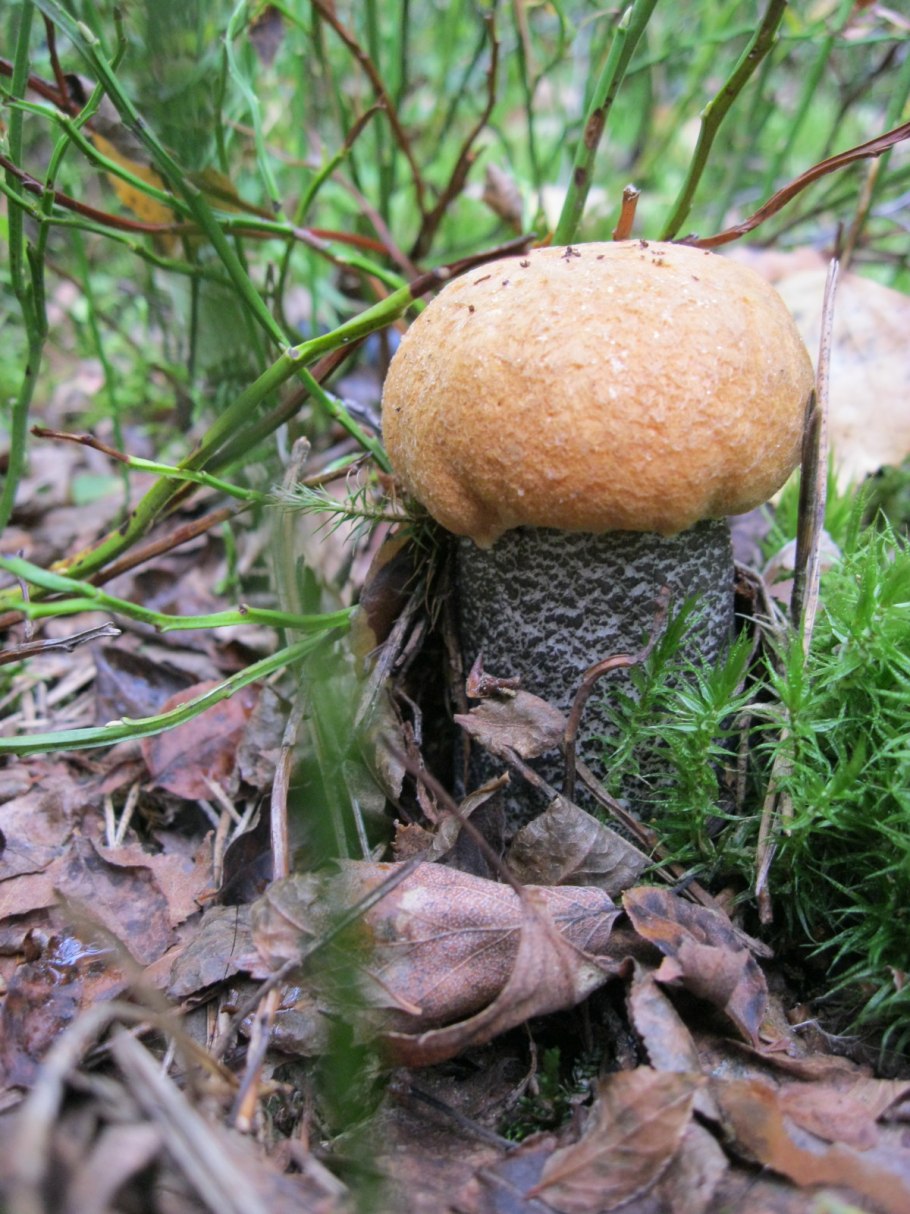 Ложный красноголовик